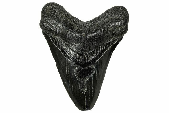 Fossil Megalodon Tooth - South Carolina #328748